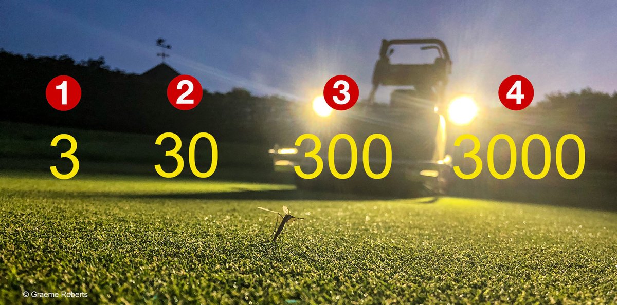 SyngentaTurfUK's tweet photo. Turfies, it's 'test your knowledge' time again.

Give this one a go. 

Only Tipula paludosa and Tipula oleracea cranefly create leatherjacket problems in turf. 

Approximately how many cranefly species do we have in the UK & Ireland? 

Challenge yourself in the poll below 👇