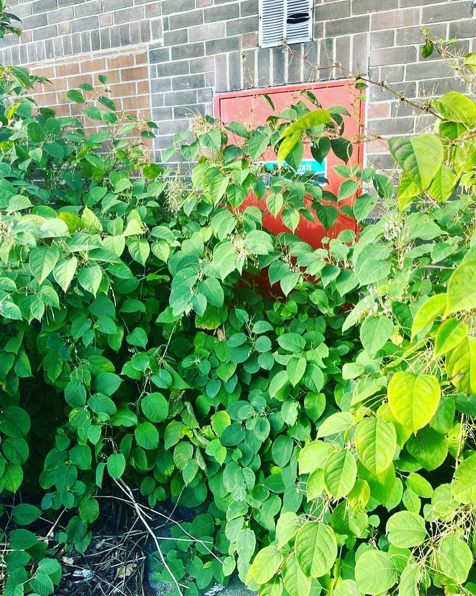JKSLtd's tweet photo. Pretty sure this emergency exit isn’t ‘clear’ #healthandsafety #japaneseknotweed https://t.co/U22uVpec34