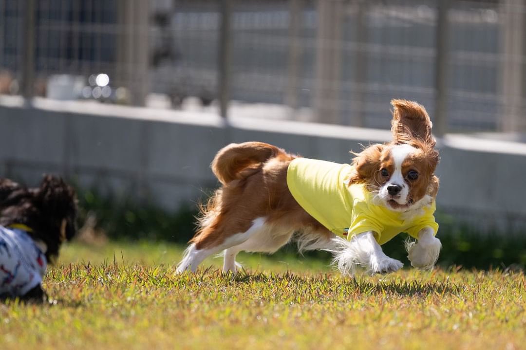 ドッグモニ でご紹介した糸島の #withdogcoffee へ。ピザ美味しい