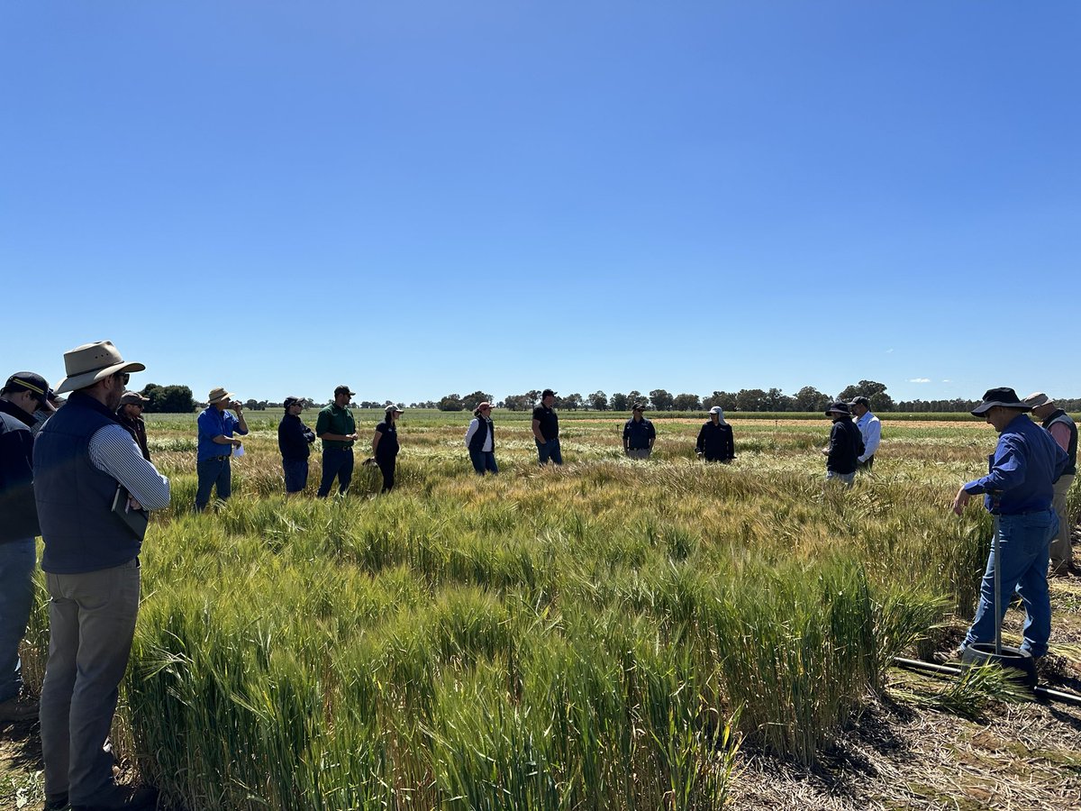 Great to have another 20 agros/advisors able to identify #ramularia in barley, and aware of the risk to barley crops at grain filling stage. Thanks to @BradBaxter1985 @MathewDunn19 for another top NSW DPI Wagga Field day @NSWDPI_AGRONOMY @GRDCNorth