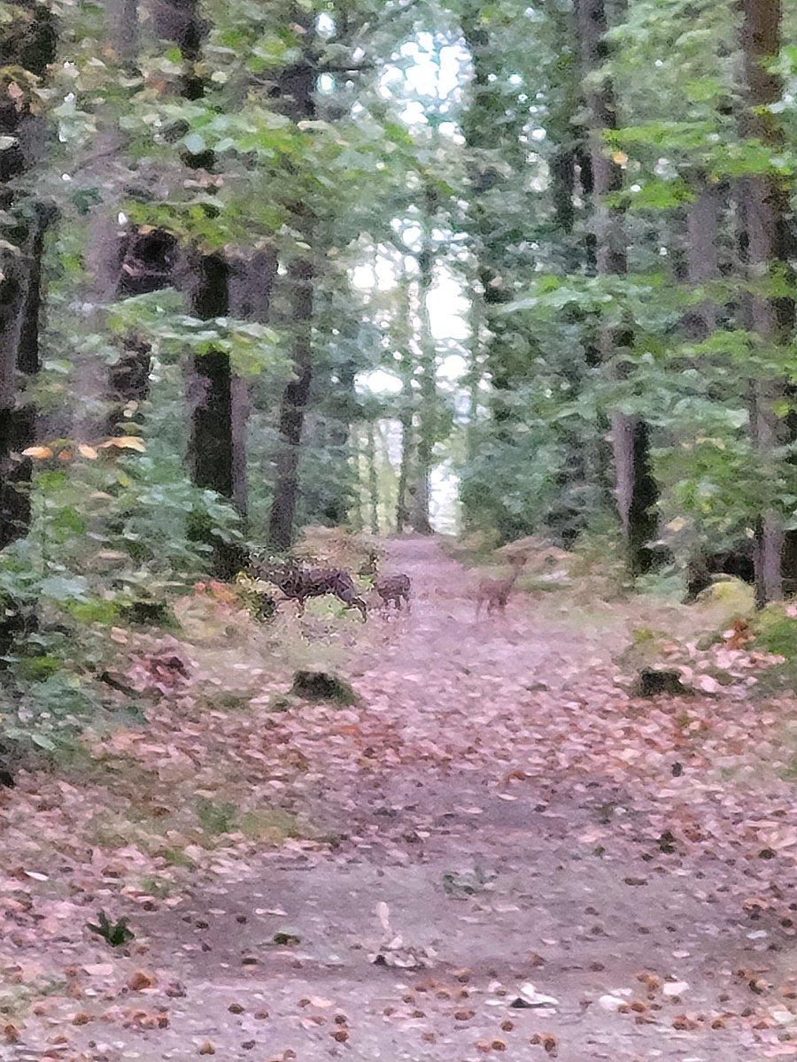 annealais's tweet photo. Almost shot a nice one this morning π
#WorstPic https://t.co/CGS2LSKhDs