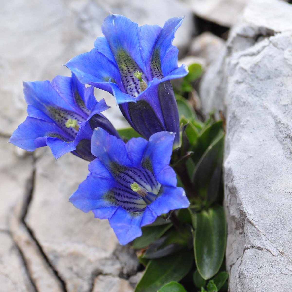 Check out our website for a range of botanical tours organised by our Society and our friends at @GreentoursUK alpinegardensociety.net/tours/