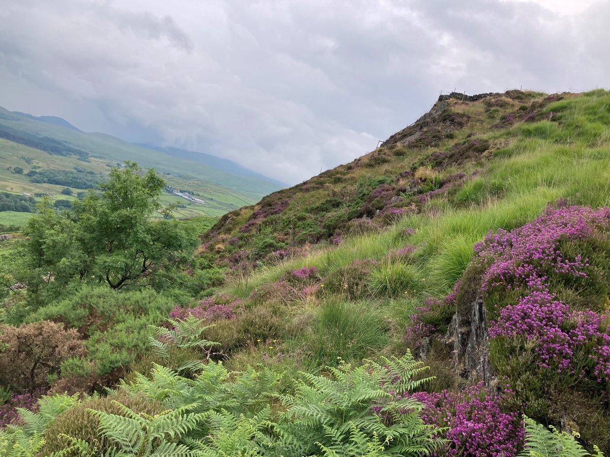 Our second live job opportunity is another Nature Recovery Lead Adviser post for the team! These are brilliant chances to work with partners to facilitate some really great projects across Cumbria. civilservicejobs.service.gov.uk/csr/index.cgi?…
Deadline is Friday 17th November 2023.