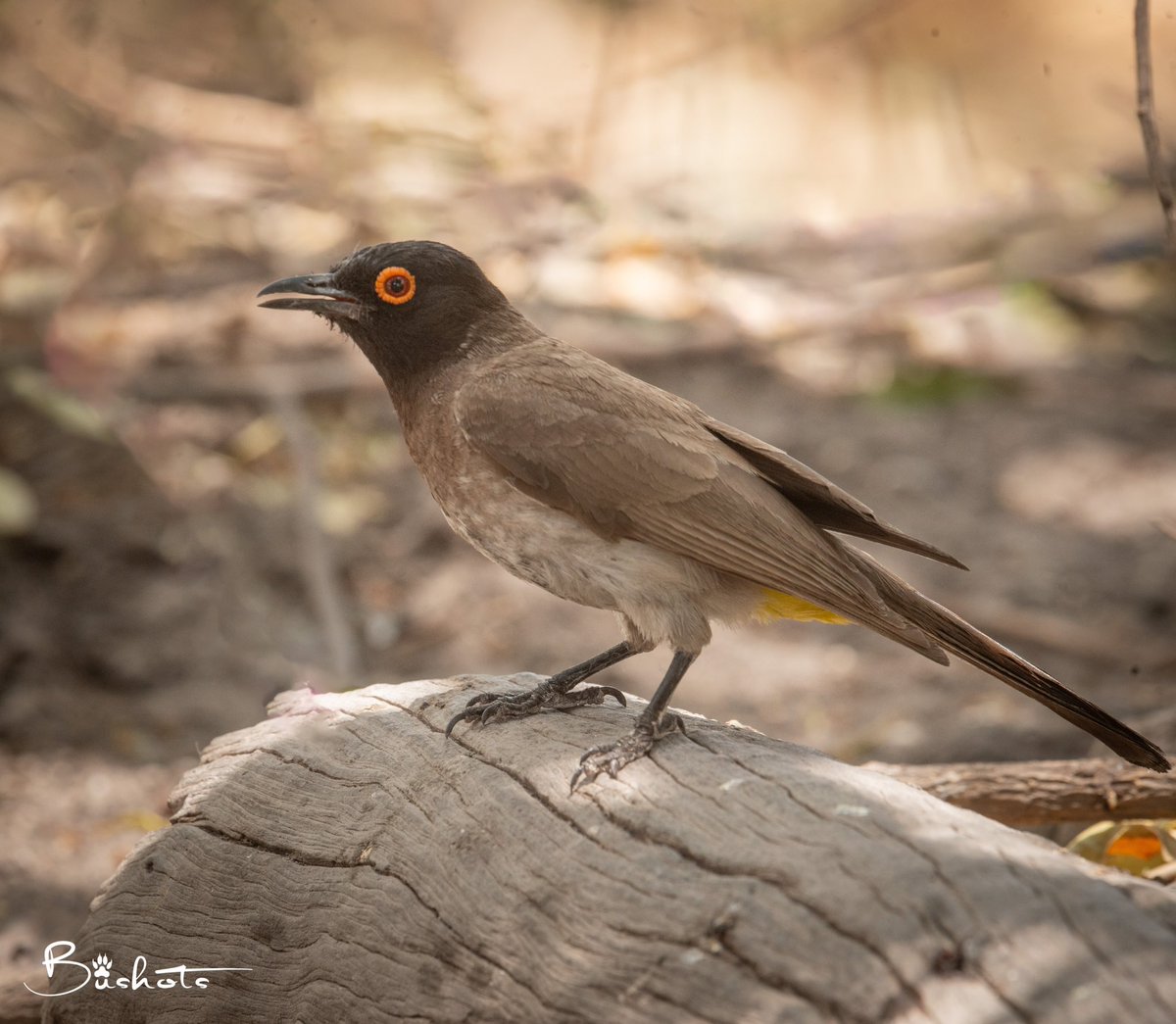 Through the thorny woodlands of the Okavango Delta Islands, a typical open-country bulbul with a dark head and a conspicuous and diagnostic fleshy orange-red eye-ring popped up and guess who he was…. the Black-fronted Bulbul alias Red-eyed Bulbul. #Birds #BirdWatching #Birding