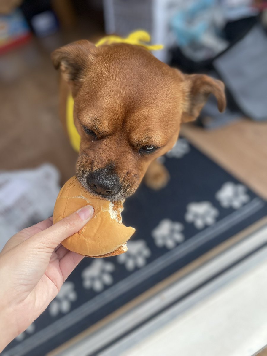 I had a FAB week last week visiting <a href="/OJA_Brumby/">OJA Brumby</a> and <a href="/rdash_nhs/">RDaSH NHS FT</a> <a href="/mulberryward1/">Mulberry house</a>    Great Oaks Mental Health Hospital.I had LOADS of cuddles from children, patients and staff!! <a href="/PetsAsTherapyUK/">Pets As Therapy</a> #ilovemyjob #patdogs #therapydogsuk #therapydogsofinstagram #hardwork #loveandcuddles