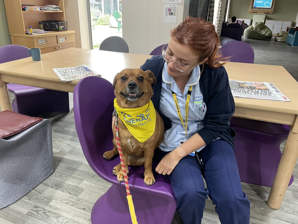 DaisyThePatDog's tweet photo. I had a FAB week last week visiting @OJA_Brumby and @rdash_nhs @mulberryward1    Great Oaks Mental Health Hospital.I had LOADS of cuddles from children, patients and staff!! @PetsAsTherapyUK #ilovemyjob #patdogs #therapydogsuk #therapydogsofinstagram #hardwork #loveandcuddles https://t.co/n2PR8KfRjA
