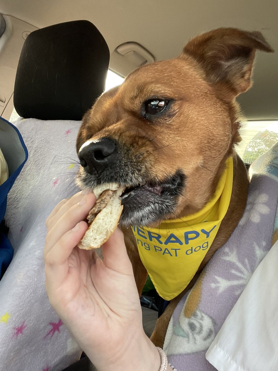 DaisyThePatDog's tweet photo. I had a FAB week last week visiting @OJA_Brumby and @rdash_nhs @mulberryward1    Great Oaks Mental Health Hospital.I had LOADS of cuddles from children, patients and staff!! @PetsAsTherapyUK #ilovemyjob #patdogs #therapydogsuk #therapydogsofinstagram #hardwork #loveandcuddles https://t.co/n2PR8KfRjA