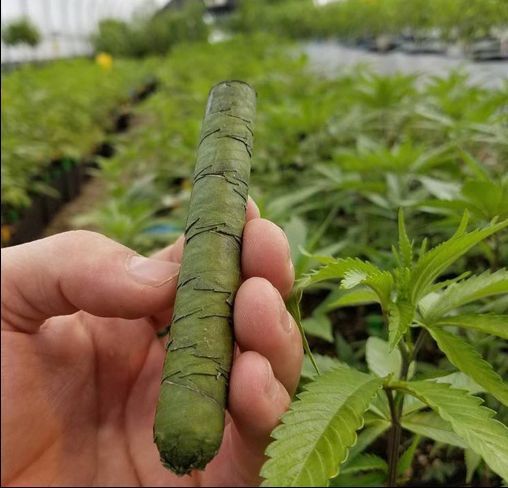 ShopUSMJ's tweet photo. Pushing the right buttons with this bad boy.

#veganism #cigar https://t.co/zAXyZqsKJU