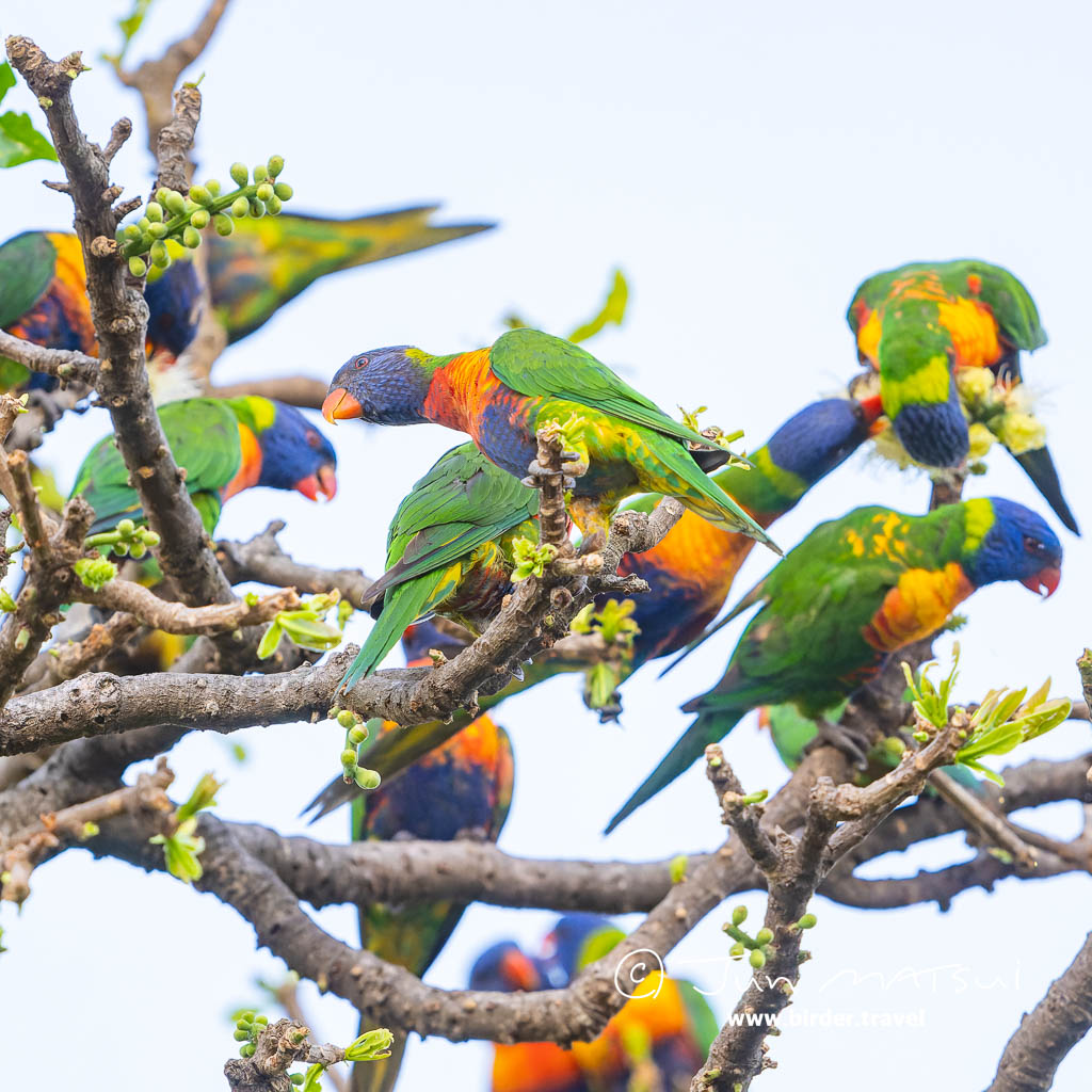 結構な密度。若い子が多い感じ。#RainbowLorikeet