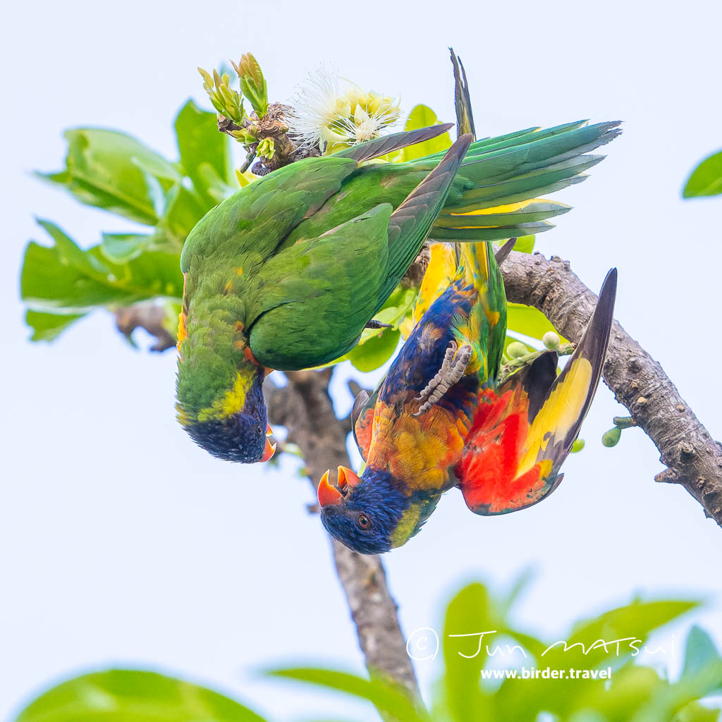 寄るとすぐケンカする。#RainbowLorikeet