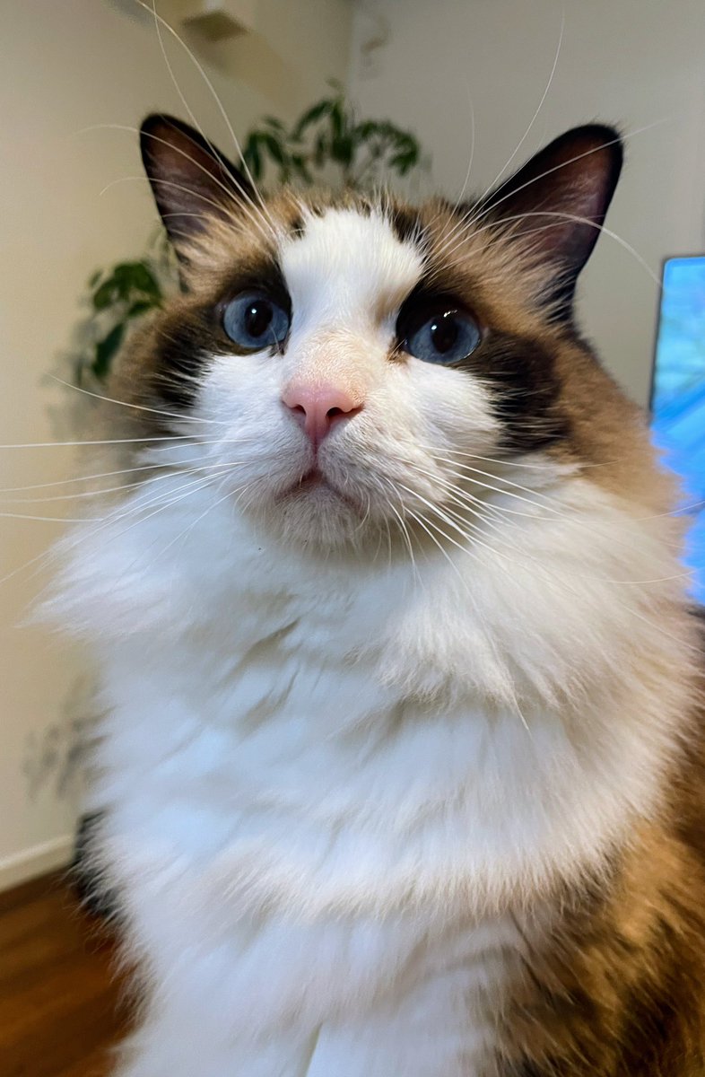 またまたご無沙汰です💦
最近実家のお仕事を手伝うことになり、めっちゃくちゃ激務でグッタリしております😭

10月20日(金)
ネコいぬワイドショー（BS朝日）で番組の最後にちょこっと紹介してもらえるニャ🐾

#ラグドール
#ネコいぬワイドショー