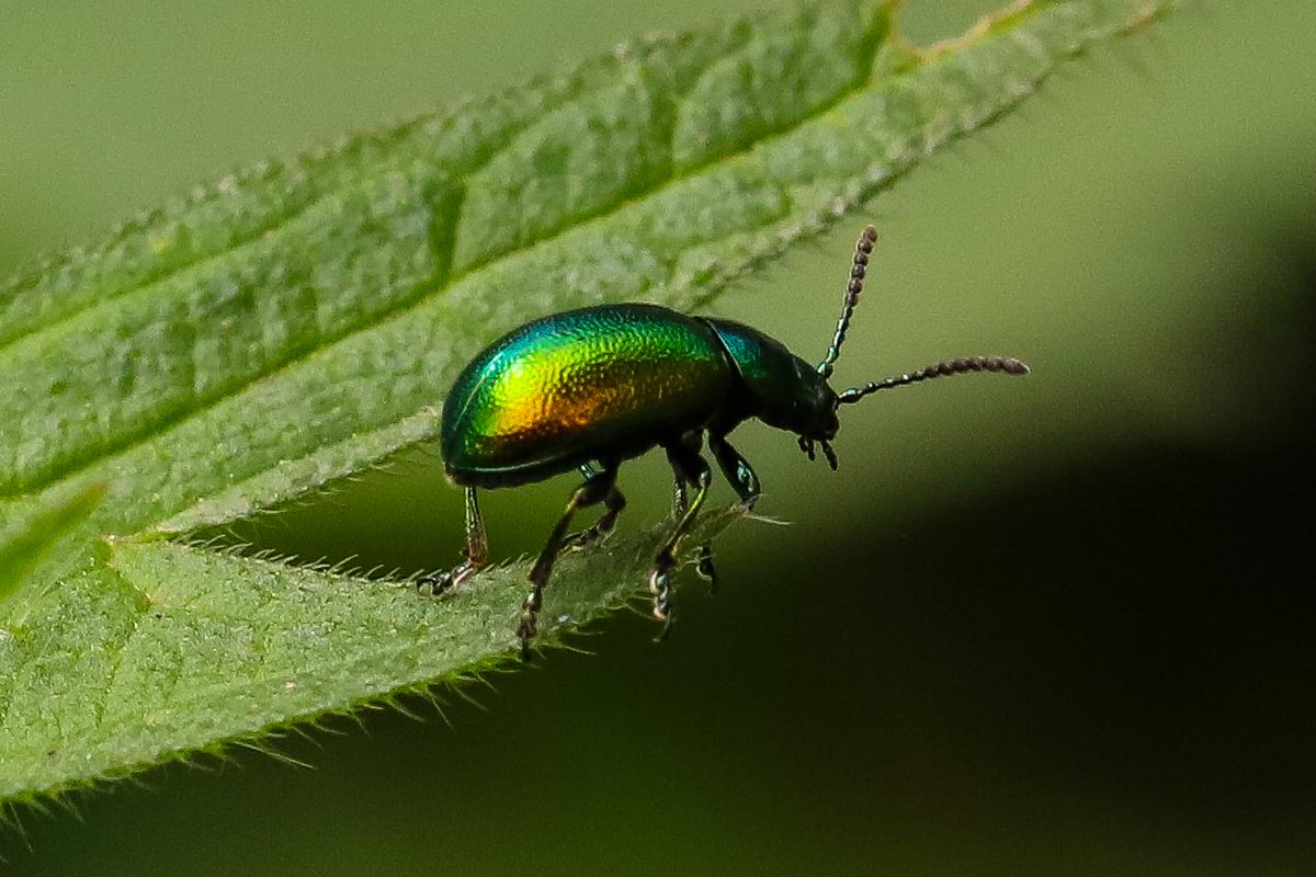 After cooking a full English breakfast for 30 people on scout camp, Sharron Diffley went for a stroll and found this little chap – a dock beetle. Her photo of it made her the Nature Category Winner in our Outdoor Photo of the Year 2023 competition. Congrats Sharron!