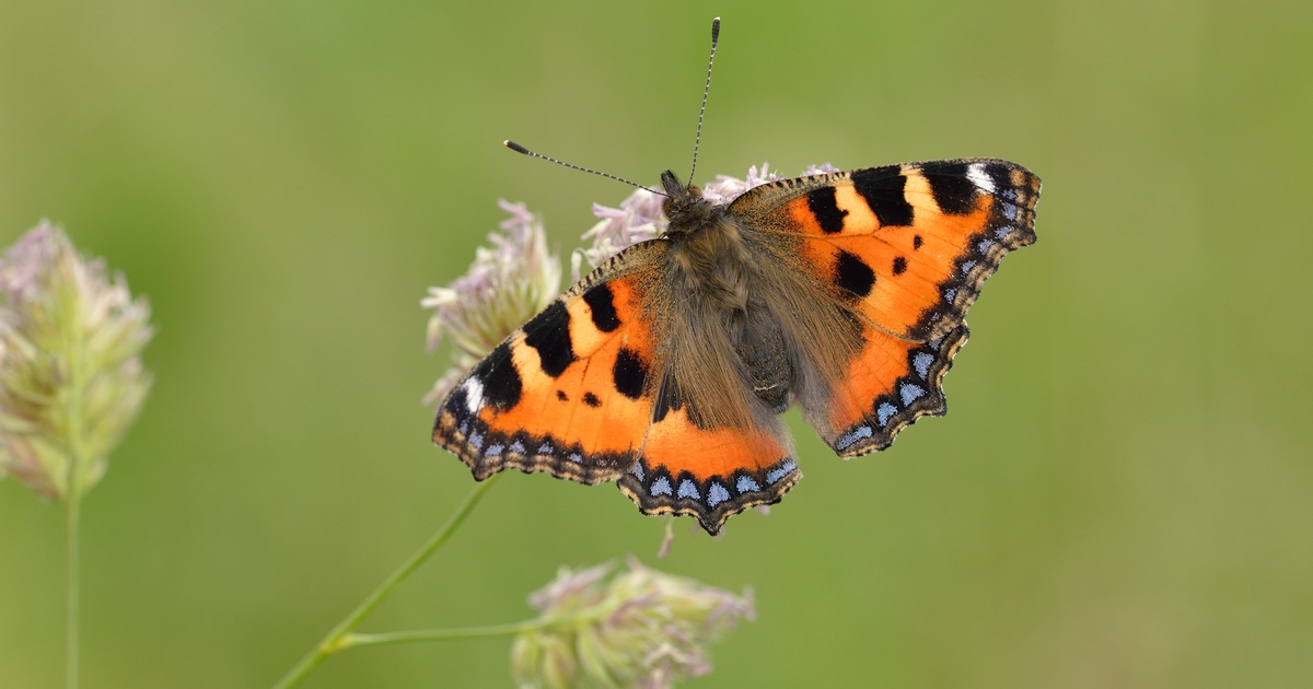 Just because summer has been and gone, it doesn't mean you won't see butterflies out on the nature reserve. This week several Red Admiral and Small Tortoiseshell have been spotted on the hunt for nectar. 📷 Bob Eade @sussexwildlifetrust