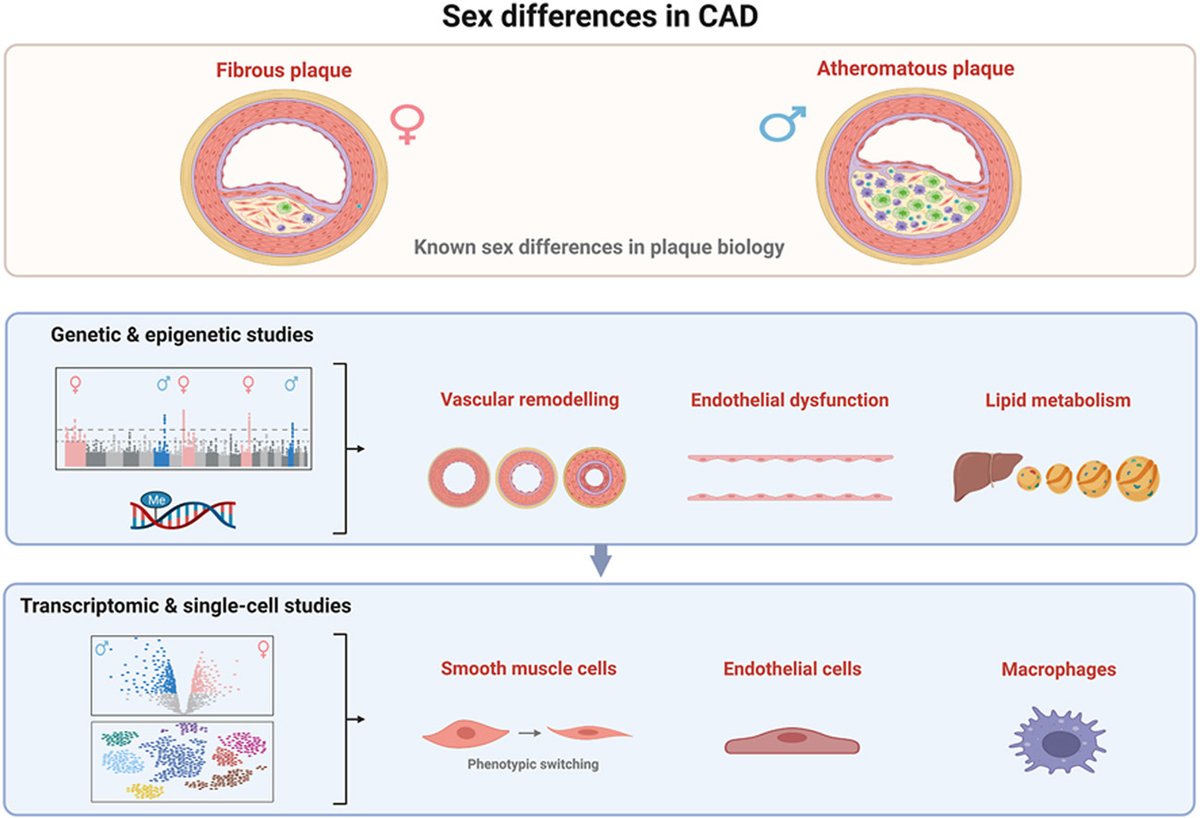 Atherosclerosis (@athjournal) on Twitter photo Genetic & molecular mechanisms driving sex differences in CAD remain understudied. (Epi)genetic studies suggests sex differences in vascular remodeling, lipid metabolism and endothelial function
🔗atherosclerosis-journal.com/article/S0021-…
<a href="/mete_civelek/">Mete Civelek</a> <a href="/JeanetteErdmann/">Jeanette Erdmann</a> <a href="/gpasterkamp/">gerard pasterkamp</a> @DiezBenavente Genetic & molecular mechanisms driving sex differences in CAD remain understudied. (Epi)genetic studies suggests sex differences in vascular remodeling, lipid metabolism and endothelial function
🔗atherosclerosis-journal.com/article/S0021-…
<a href="/mete_civelek/">Mete Civelek</a> <a href="/JeanetteErdmann/">Jeanette Erdmann</a> <a href="/gpasterkamp/">gerard pasterkamp</a> @DiezBenavente