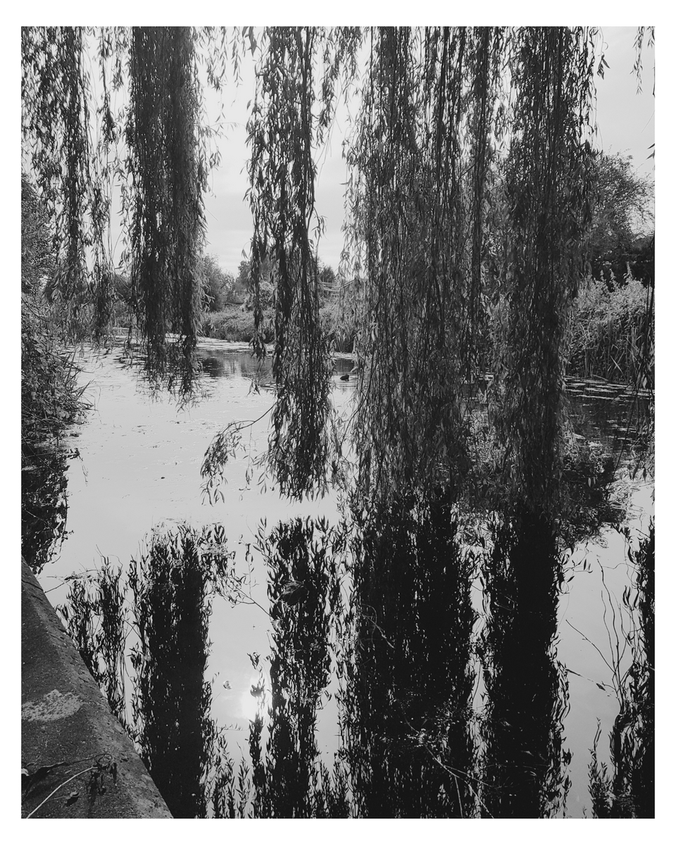 jonathanphills's tweet photo. willow 🪞💚

#nottingham #nature #reflection #reflecting #blackandwhite #trainee #counsellor #counsellingstudent #psychotherapist #therapist #psychologystudent #TherapistTwitter https://t.co/SfRRq5k8s7