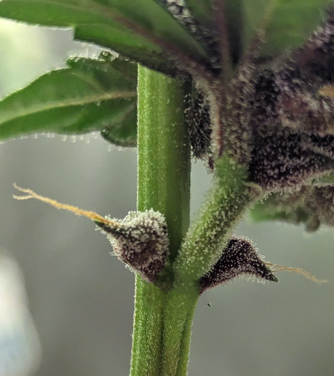 IGROWmids710's tweet photo. Good morning & happy Tidday Tuesday๐๐จ๐จ๐คโ๏ธ
#WakeNBake #growyourown #HomeGrown #love๐๐#growweed #BlackberryAuto https://t.co/DkLp3pO18B