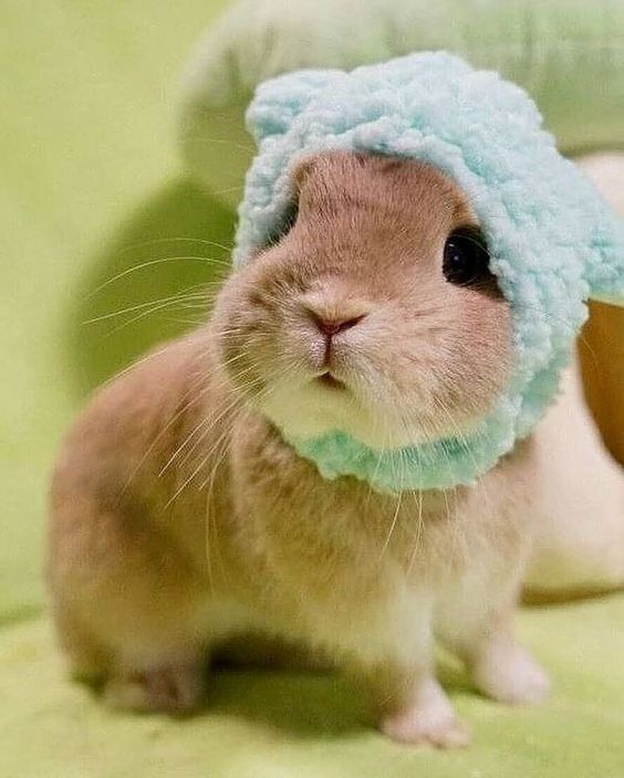 RabbitEveryHour's tweet photo. https://t.co/VVxJCT6S7x