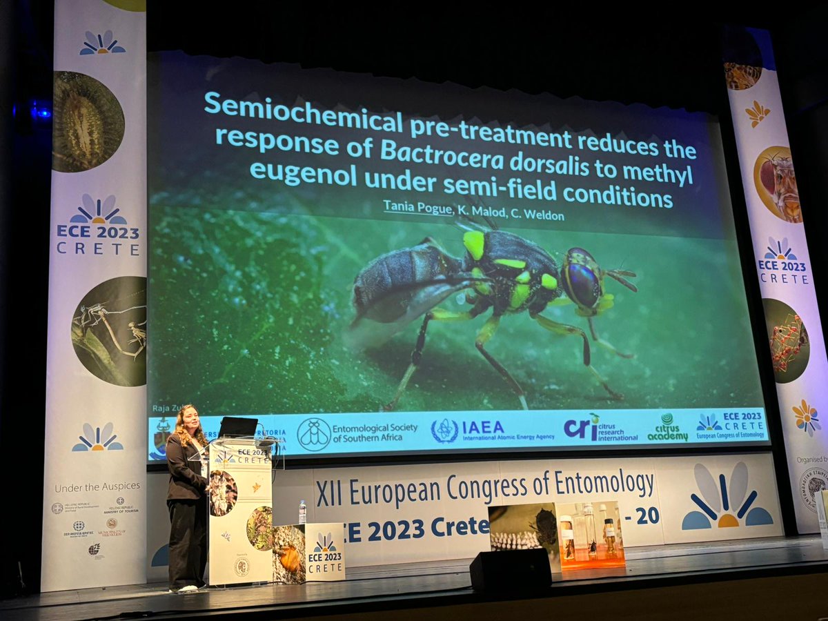 fliesandthings's tweet image. Semiochemical pre-treatment reduces the response of B. dorsalis to methyl eugenol baited traps🍊🥭

Sharing my research at #ECE2023 was an amazing experience!

A big thank you to @entsocsa for helping me get here!