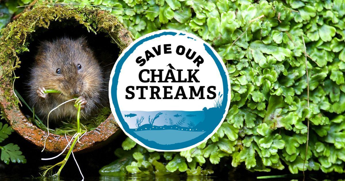 BBOWT's tweet photo. A big thank you to MPs @gregsmith_uk @Laura_Farris @JoyMorrissey and @Aloksharma_RDG who have all signed up to attend the Parliamentary summit on chalk streams 25 October.
Find out more and ask your MP to join us: https://t.co/814u96LBfm
#SaveOurChalkStreams https://t.co/LwDYffaOyF
