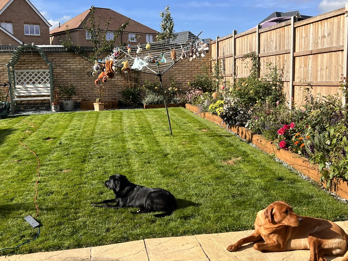 Hoomum haz washed our stuffies and hung dem up. Waiting for da sun to do itz fing
