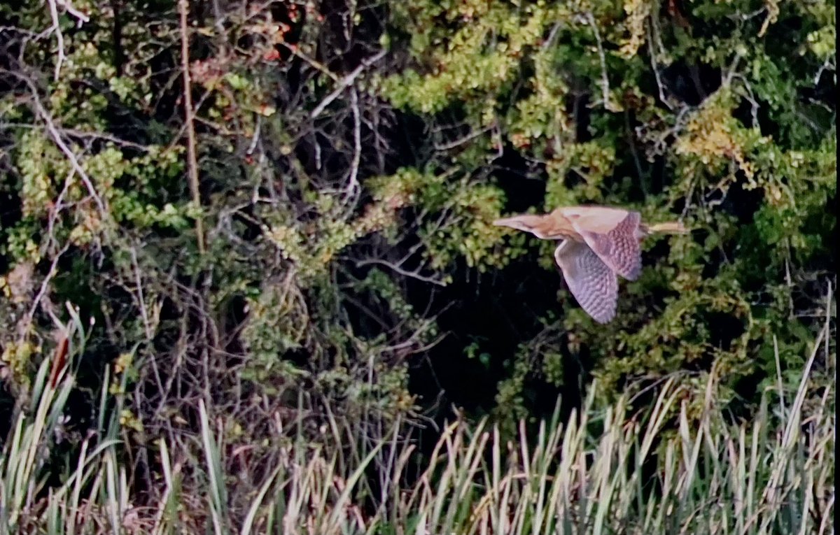 Derbyshire Bird Tours tweet media