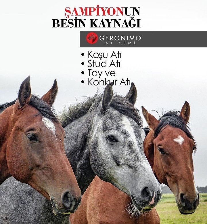 geronimoatyemi's tweet photo. 📌 @ByrFerit 'ın sahibi @aslantepeli4 'nin yetiştiricisi olduğu ve GERONIMO'yla beslenen DAPPER MAN (@MarcavellyTr) Adana'da katıldığı koşuyu Ö.Yıldırım'la kazandı.

🏅Tüm Ekibini Tebrik Ederiz 🏅

https://t.co/cuyiSOQgh0

@yavuzmertler @KadirParsak https://t.co/SjihWOZl13