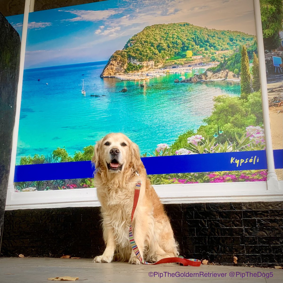 Pip the Golden Retriever 🌈 tweet media