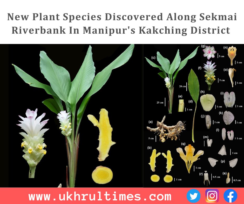 ukhrultimes's tweet image. #Kakching: A new flowering #plant #species has been discovered in the Kakching district of #Manipur. It has been named and described as Curcuma Kakchingense. The new species belongs to the #angiospermic family #Zingiberaceae, which includes #curcuma, #ginger, #cardamom, etc.