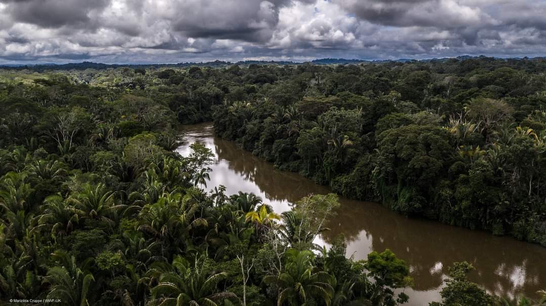 WWFnoticias's tweet photo. La Amazonía está en crisis. La deforestación, la degradación y el cambio climático están presionando al límite a la selva tropical, socavando la futura resiliencia de la población y los ecosistemas de la región. Esto es lo que debemos hacer para salvarla: https://t.co/N0tavGJcge https://t.co/53EdwD7LPm