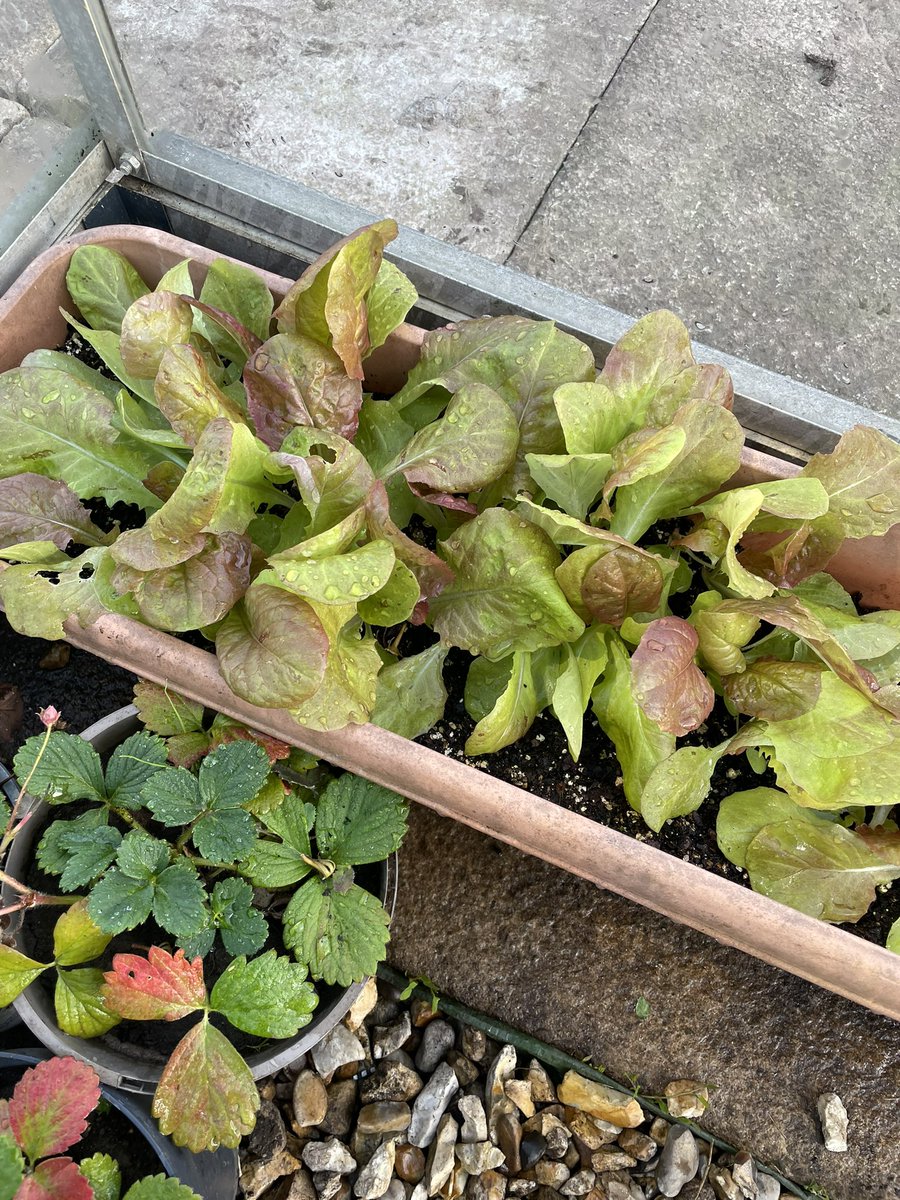 BeetsGeneration's tweet photo. Inspired by @srkitchengarden and @Steph_Hafferty I’m using the greenhouses more this winter to grow winter salads https://t.co/5LeqiyNoph
