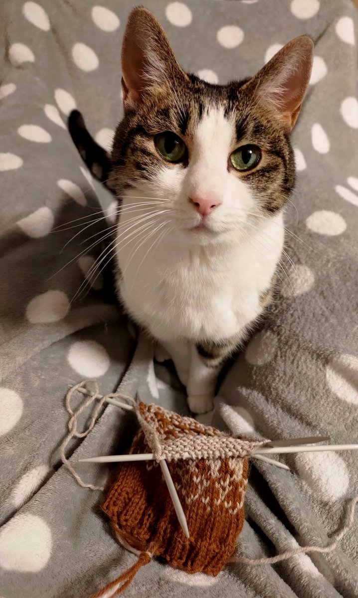 CrafKitty's tweet photo. I wanted to learn knitting so we are making mom some gloves! #CatsOfX #CatsOfTwitter #knitting https://t.co/7TvlprDPHA