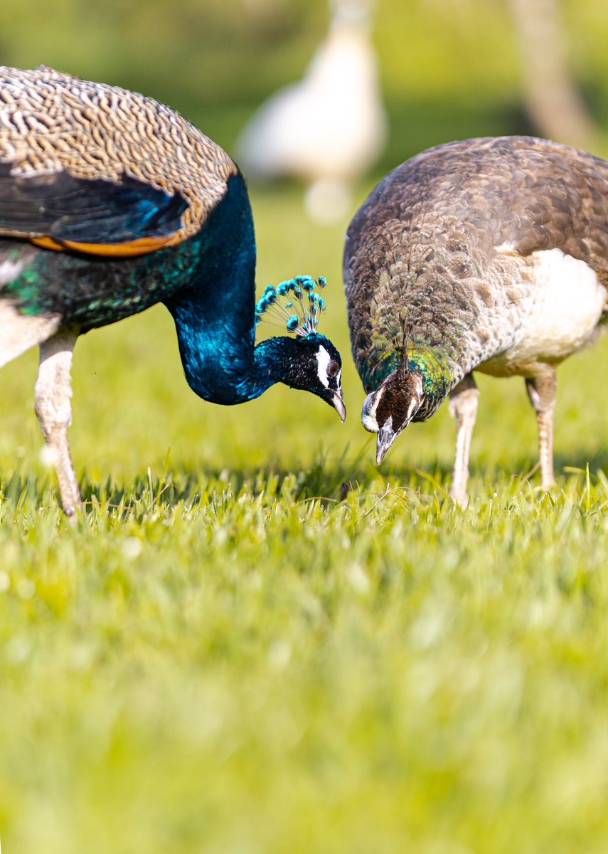 📸The dazzling Peacocks at Nyandungu Eco-Park are the true showstoppers! ✨

Plan your bird-watching experience today and witness nature's own dating game in action! 🦚

#NyandunguExperience #VisitNyandunguPark #VisitRwanda #BirdofTheWeek