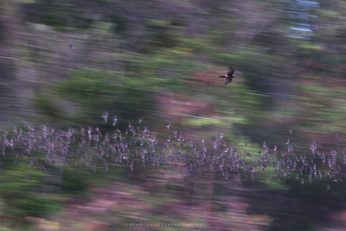 Battle in the air.

#jtstory #youngphotographer
#nature #naturephotography #wildlife #photography