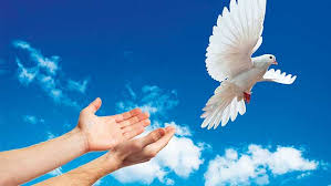 #paz #peace #pace #PazEnElMundo #PazMundial #PeaceForAll #PeaceNotWar #PeaceForGaza #PeaceForUkraine #freesahara #PazTotal 🕊️🕊️🕊️