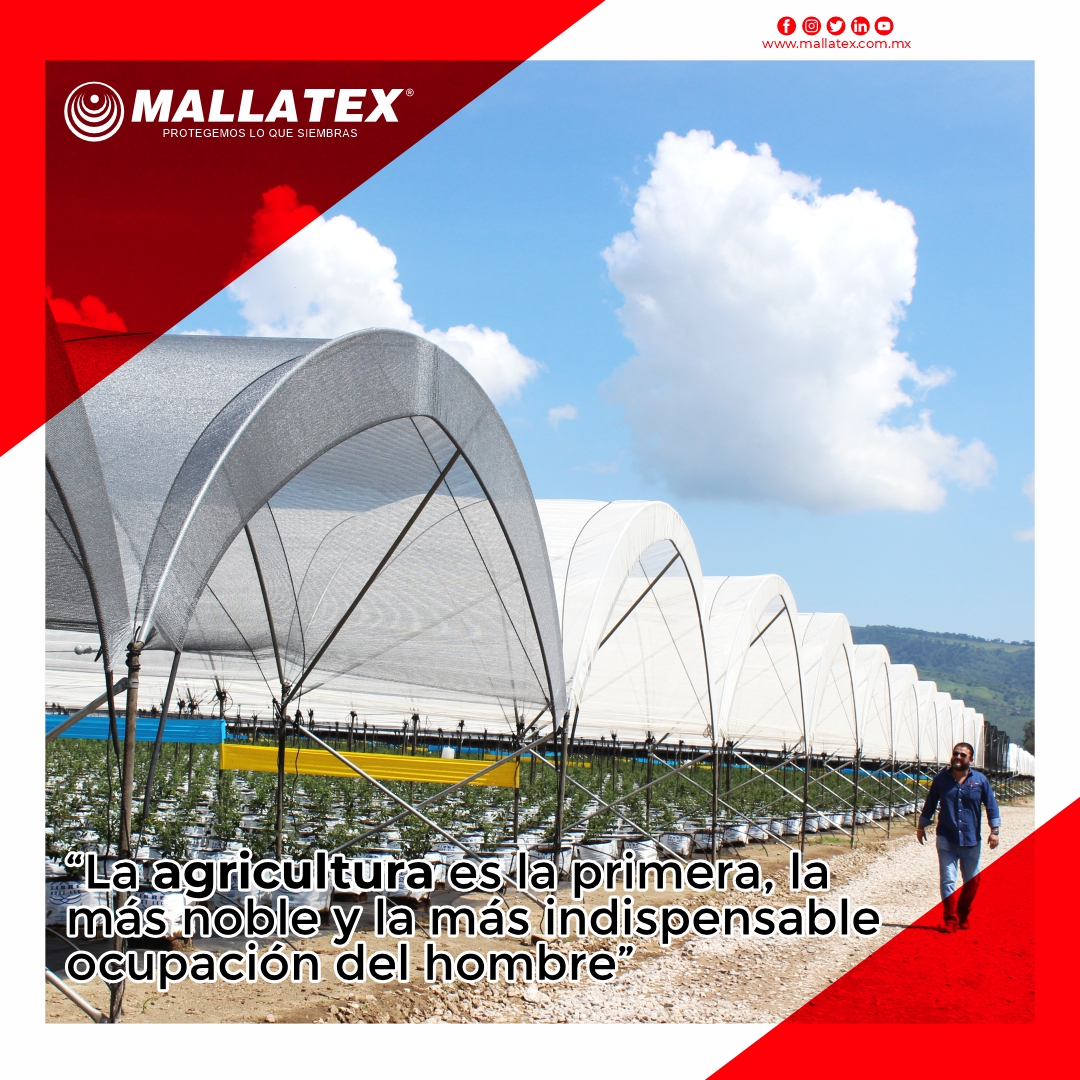 Mallatex's tweet photo. "La agricultura es la primera, la más noble y la más INDISPENSABLE ocupación del hombre"

Contáctanos:
📍 Av. Iturbide (El Colli) #5210 Col. El Colli Urbano 1ra Sección, C.P 45070. Zapopan, Jal.
📞 (33) 2016 4875 ✉️info@mallatex.com.mx

#AgriculturaProtegida  #Mallatex #Cultivos https://t.co/SOvUXnacyJ