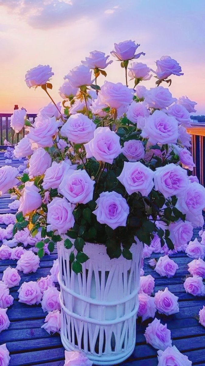 violettweets_'s tweet photo. purple roses. https://t.co/JqoYaPPkbG