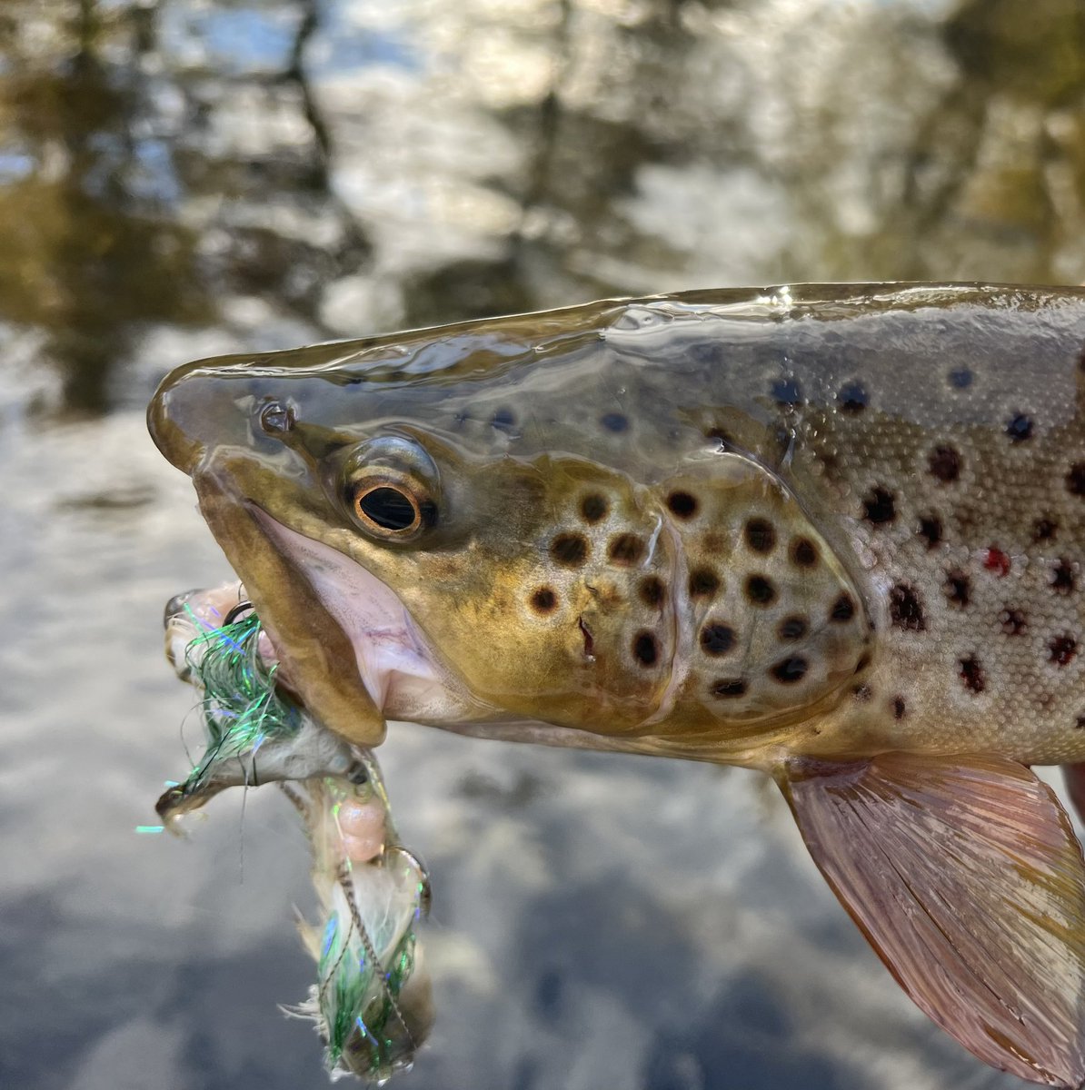 Trout bite is fantastic!  Fresh steelhead are in the mix too!   
#flyfishing #BrownTrout #fishing #steelhead