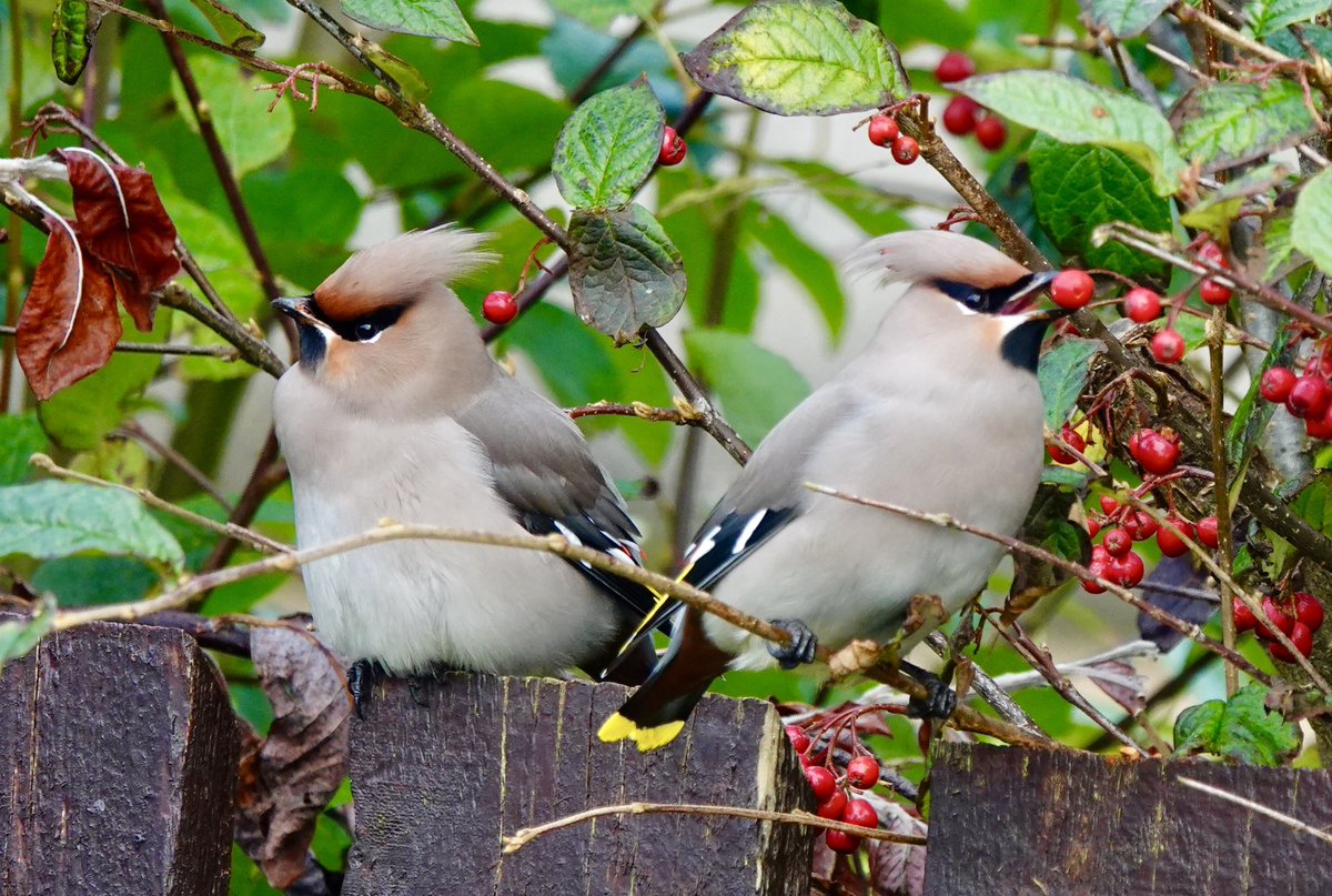 Ray O'Reilly (@oreillyreilly2) on Twitter photo It's been a good day for Bohemian Waxwings on Shetland having watched flocks at Burn of Sound and these at East Voe, Scalloway. <a href="/griffiths_lyn/">Lyn Griffiths</a> <a href="/rafaelmitch/">Rafael Mitchell</a> <a href="/prrockmom/">anne ellison VN</a> <a href="/HughHarrop/">Hugh Harrop Wildlife</a> It's been a good day for Bohemian Waxwings on Shetland having watched flocks at Burn of Sound and these at East Voe, Scalloway. <a href="/griffiths_lyn/">Lyn Griffiths</a> <a href="/rafaelmitch/">Rafael Mitchell</a> <a href="/prrockmom/">anne ellison VN</a> <a href="/HughHarrop/">Hugh Harrop Wildlife</a>