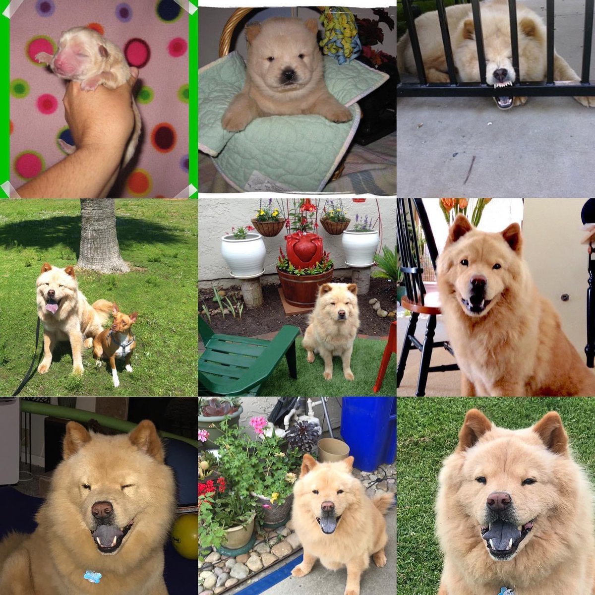 Caryn Maroni tweet media