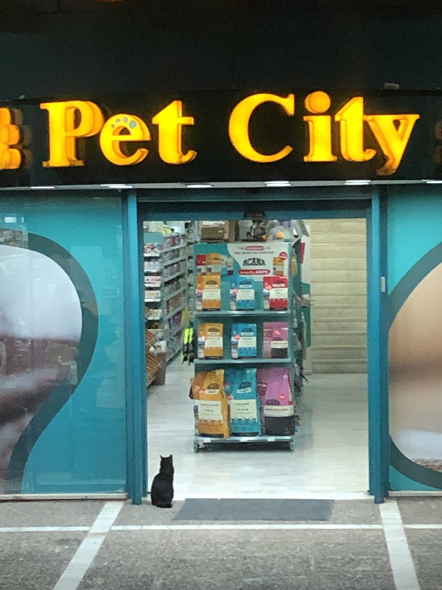 A curious Athenian cat