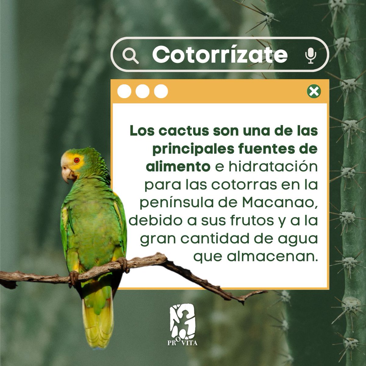 Provita (@provita_ong) on Twitter photo #Cotorrizate ¿Conocías el papel que tienen los cactus en la dieta de la #CotorraMargariteña? 🌵🦜
Sigue leyendo para conocer el menú de esta especie 🧵:
<a href="/LP_fundacion/">Fundación LP</a> @Worldlandtrust #Cotorrizate ¿Conocías el papel que tienen los cactus en la dieta de la #CotorraMargariteña? 🌵🦜
Sigue leyendo para conocer el menú de esta especie 🧵:
<a href="/LP_fundacion/">Fundación LP</a> @Worldlandtrust