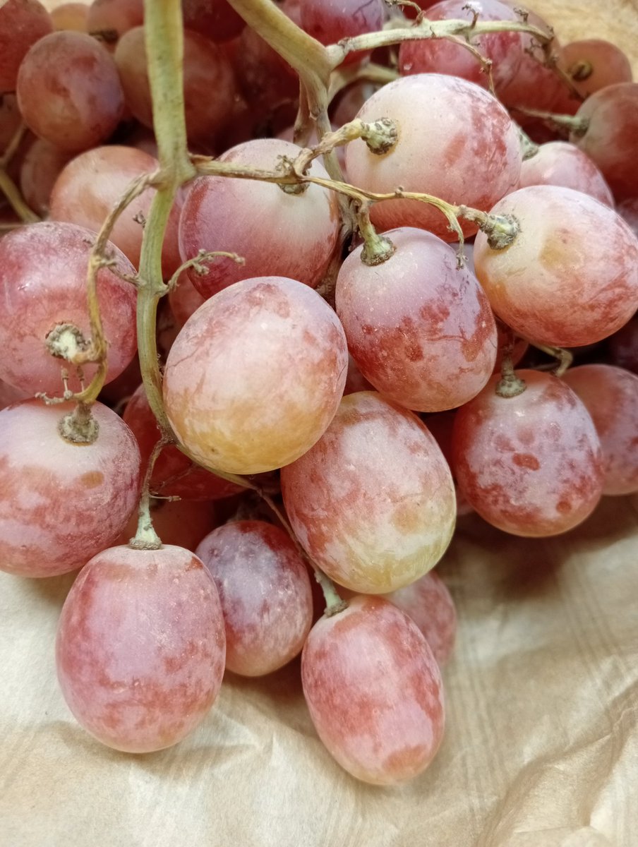 Gaia_ElBerron's tweet photo. Empieza la temporada de uvas 🍇
Y mirad qué apetecibles están 😋
#gaia #elberron #siero #asturias #oviedo #gijon #ecologico #artesano #regalos #detalles #cestas #encargos https://t.co/sLEi5b0hJf