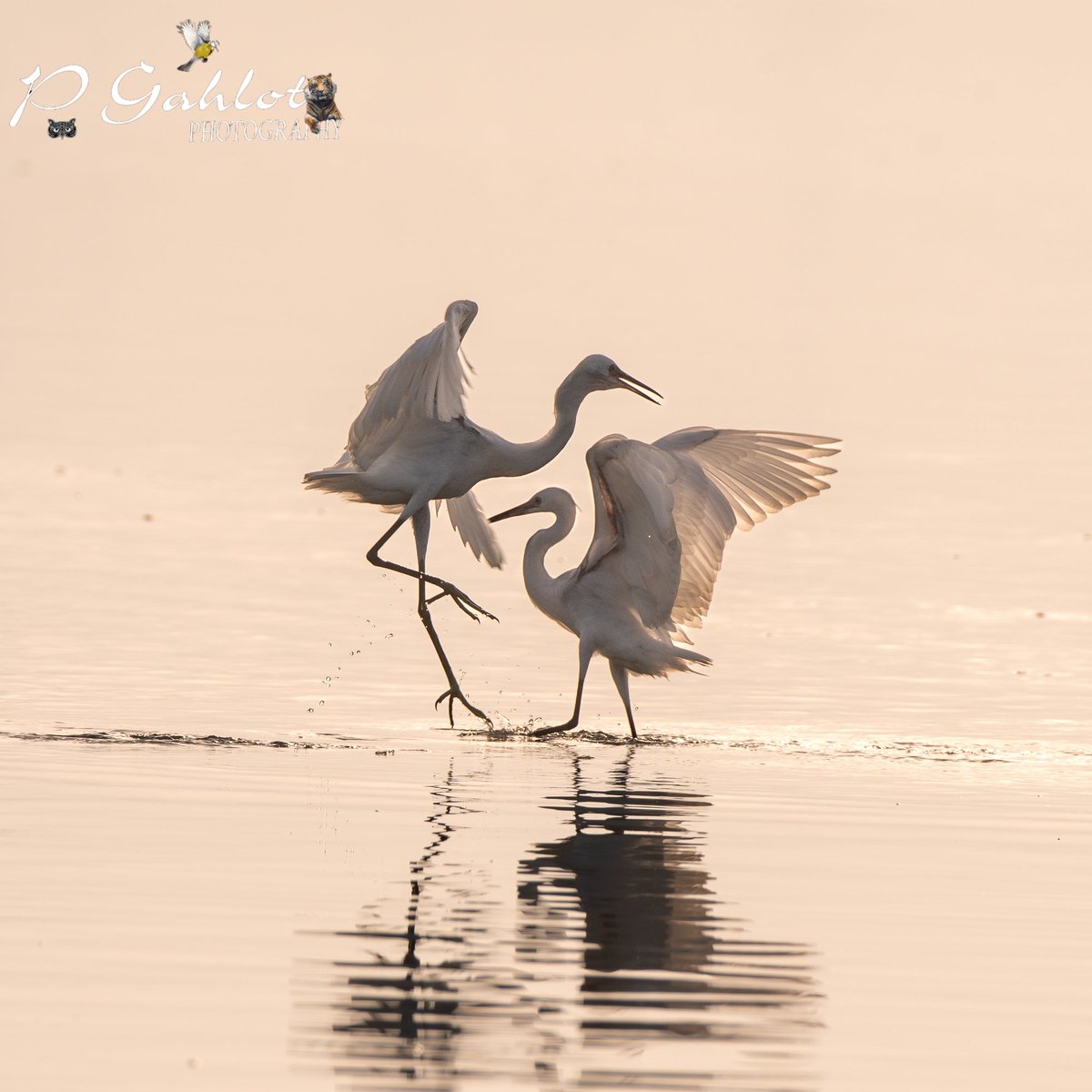 pg_photographie's tweet photo. #highkeyimage of #egrets

#Birding #Birdingphotography #birds #birdphotography #birdwatching #birdwatchers #birdsofharyana #IndiAves  #BirdsSeenIn2023 #waders  #BirdsOfTwitter #bbcwildlifePOTD
#BirdsofHaryana #avibase 
#IndianBirds #heron #whitelist #nikonphotography #nikonD500 https://t.co/nh6ChWeobS