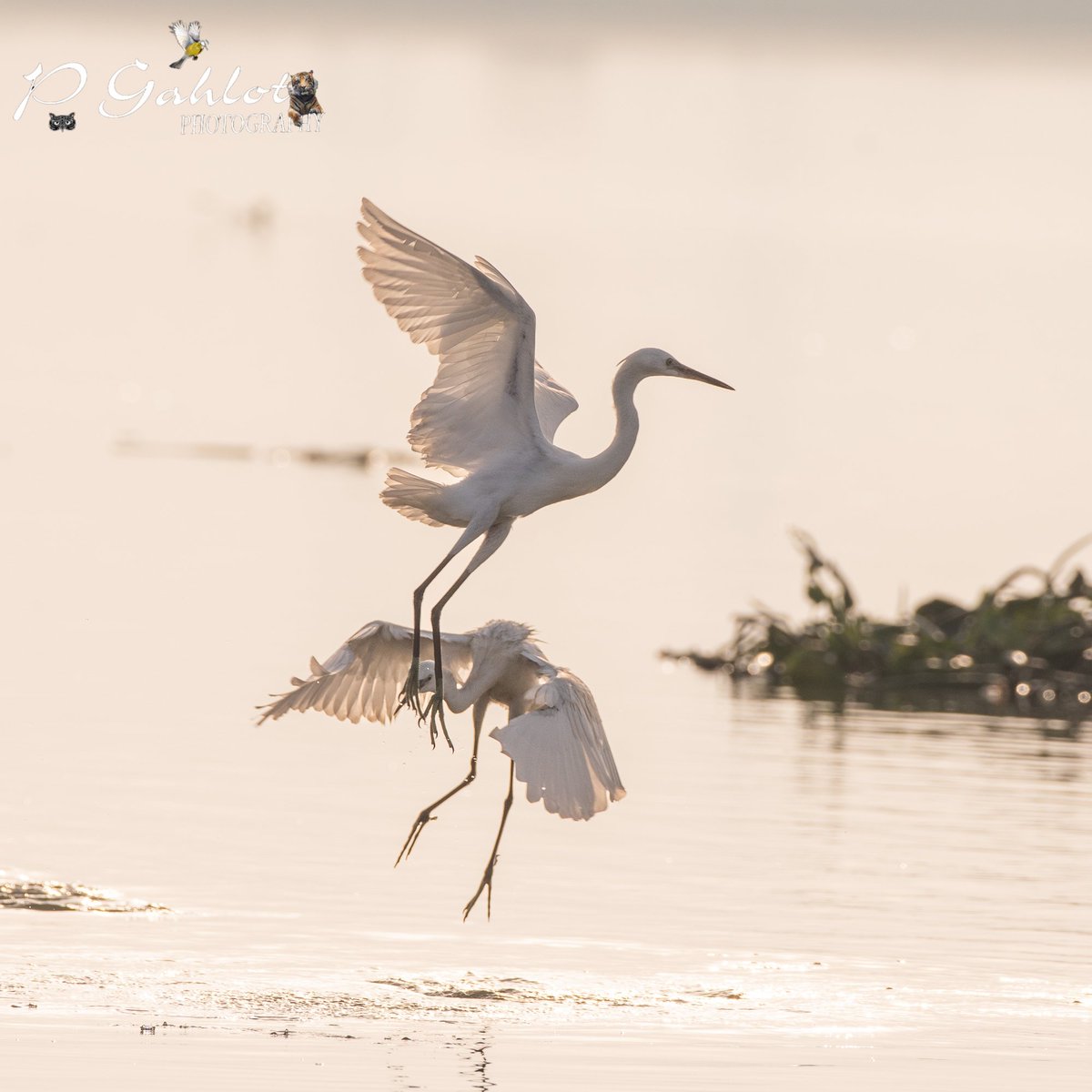 #highkeyimage of #egrets

#Birding #Birdingphotography #birds #birdphotography #birdwatching #birdwatchers #birdsofharyana #IndiAves  #BirdsSeenIn2023 #waders  #BirdsOfTwitter #bbcwildlifePOTD
#BirdsofHaryana #avibase 
#IndianBirds #heron #whitelist #nikonphotography #nikonD500