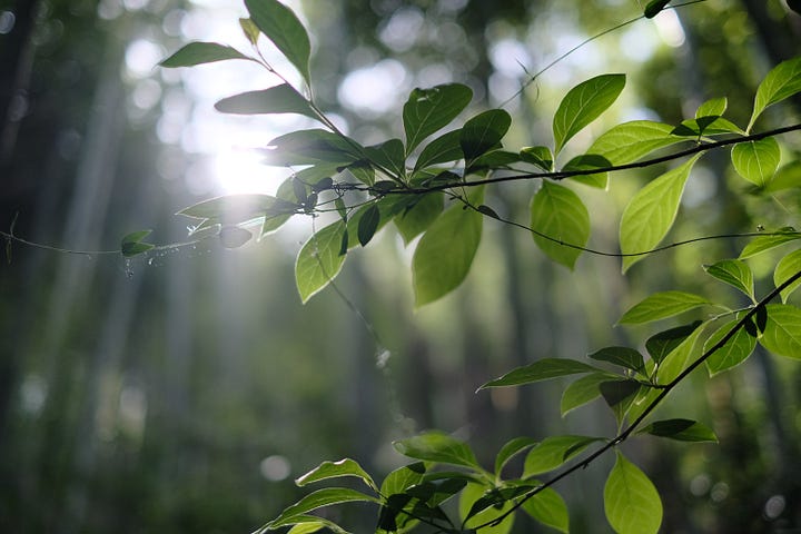 Finding inner light amidst the challenges of life... Thank you <a href="/ScuzzbucketLit/">Scuzzbucket</a>! 🙏🩷
#poem #WritingCommunity #medium 
medium.com/scuzzbucket/ra…
