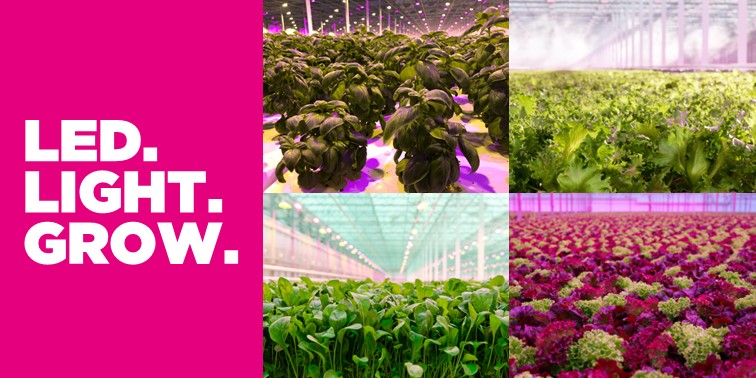 Leafy Greens  x  Water-Cooled LEDs 💚

#OREON #LEDLIGHTGROW #greenhouse #leafygreens #ledlighting