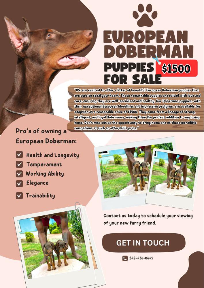 Tm0bb's tweet photo. Anybody interested in a good quality protection dog hmu for details 👍🏾 https://t.co/HA5iRu0ERc