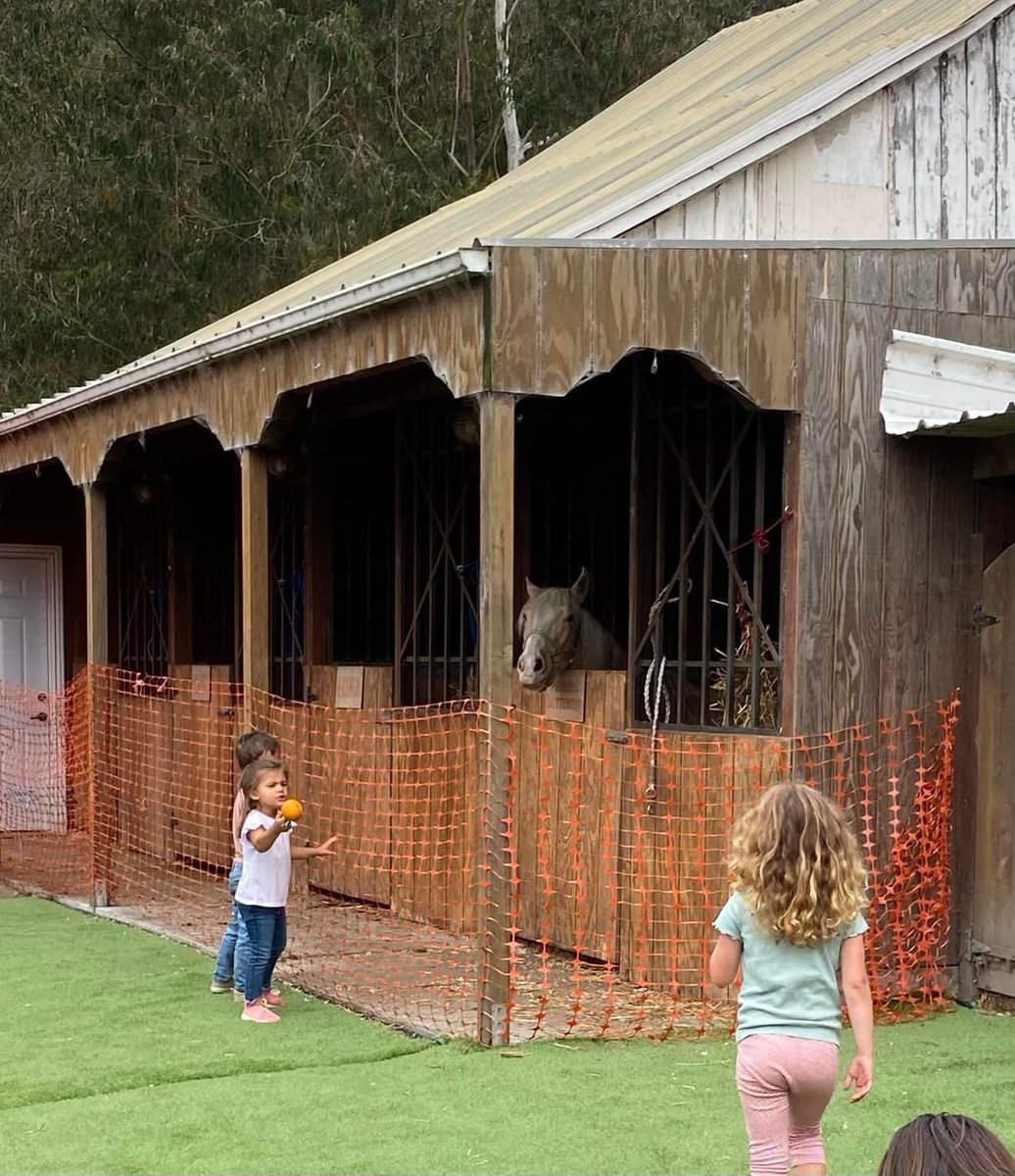 aratafarm's tweet photo. The kiddos looking at our beautiful pony Buttercup #pony https://t.co/UTRNBfRai7