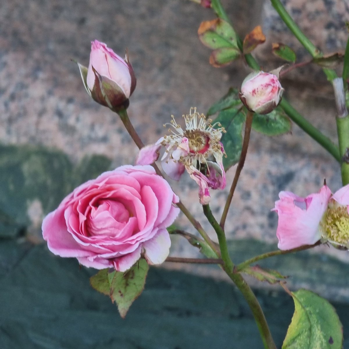 #Springfieldpark #rosegarden  #Arbroath #Scotland #love_Scotland #angus #Autumn #Roses #FlowersOfTwitter #Flowers #rosesoftwtter