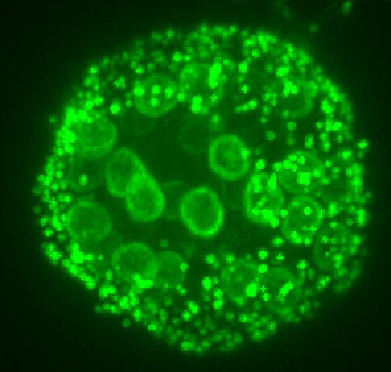 Lillian Fritz-Laylin (@fritzlaylin) on Twitter photo 📢 New lab preprint from first author <a href="/ErikKalinka/">Erik Kalinka</a>! Genetic transformation of the frog-killing chytrid fungus Batrachochytrium dendrobatidis biorxiv.org/content/10.110… 📢 New lab preprint from first author <a href="/ErikKalinka/">Erik Kalinka</a>! Genetic transformation of the frog-killing chytrid fungus Batrachochytrium dendrobatidis biorxiv.org/content/10.110…